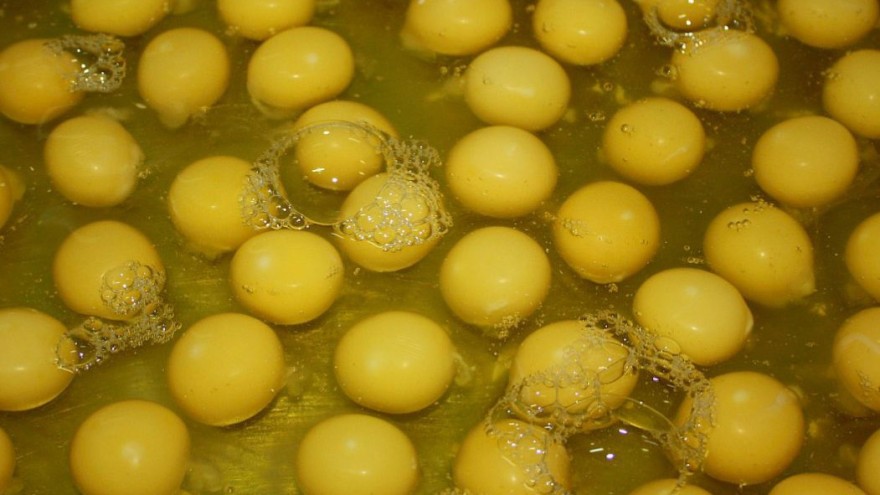 Flüssigei
