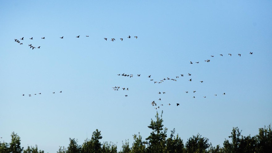 Gänse