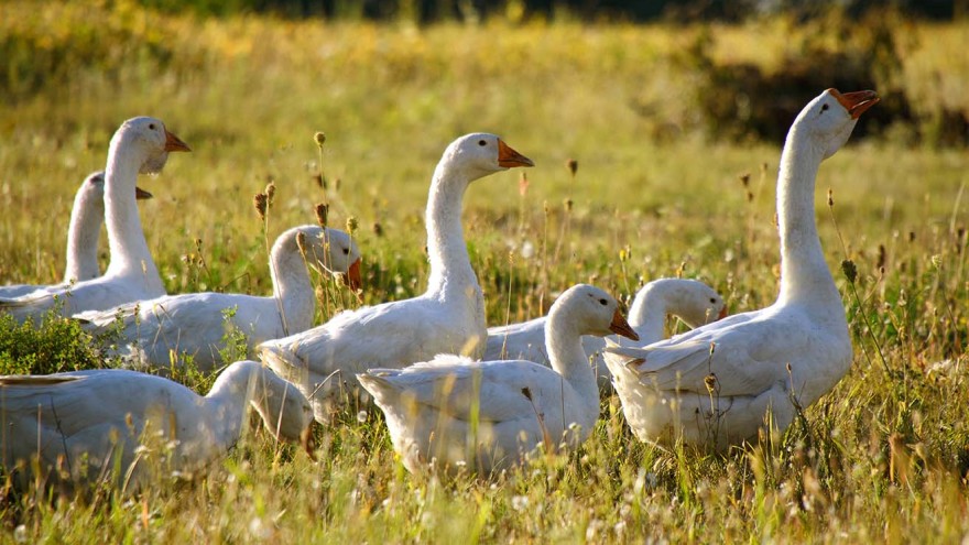 Gans Herdenschutz