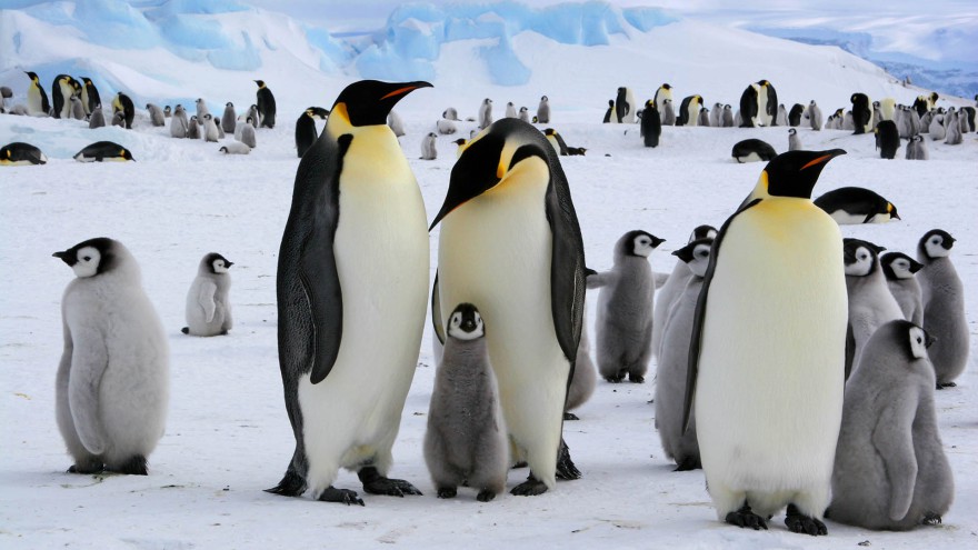 Pinguine