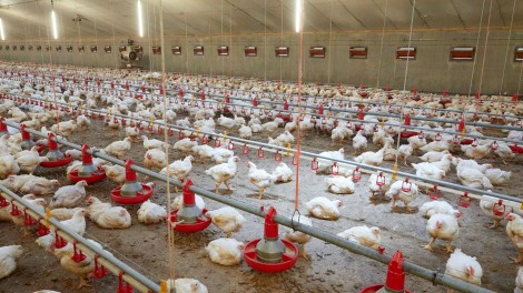 BCC Hähnchen in einem Stall