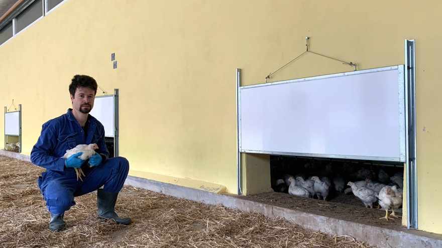 Landwirt Hähnchen