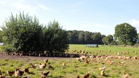 Auslauf Legehennen