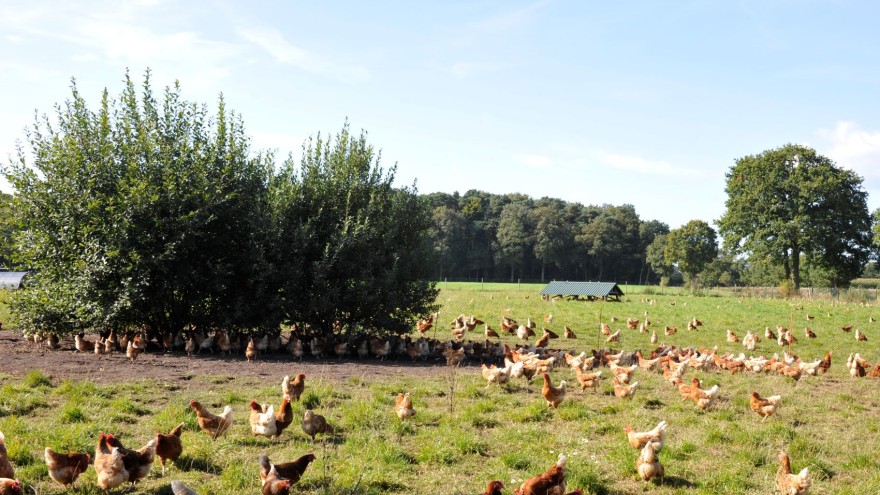 Auslauf Legehennen