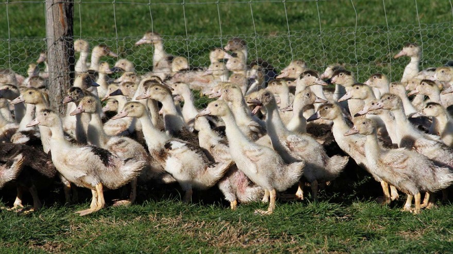 Enten