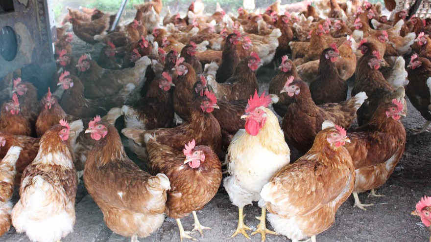 Vogelgrippe Schleswig Holstein