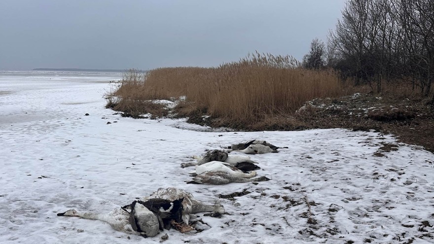 tote schwäne an der ostsee