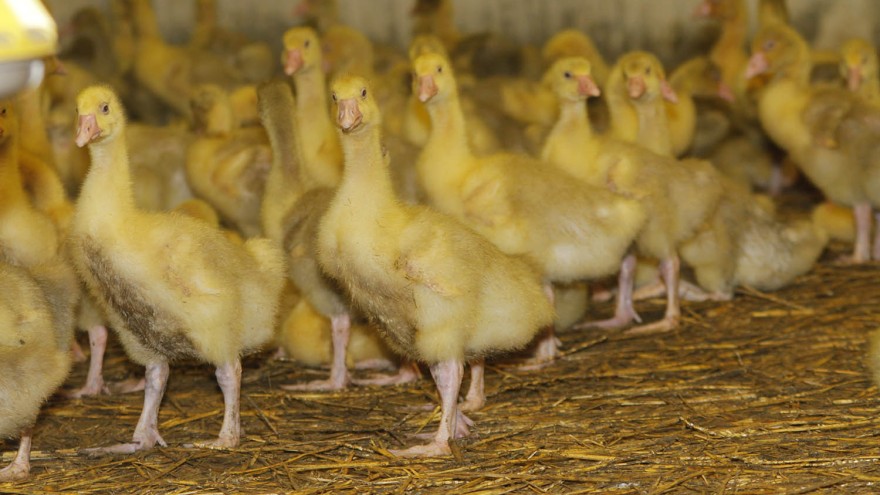Geflügelpest Enten