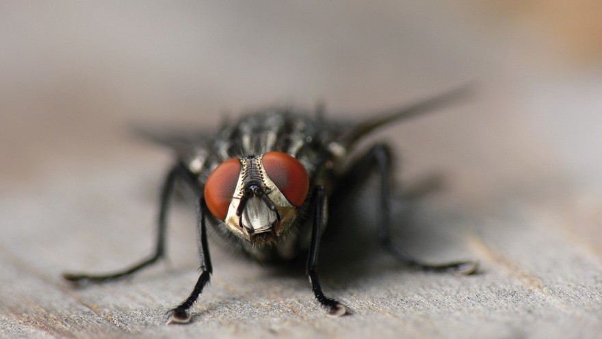 Desintec Fliegenbekämpfung