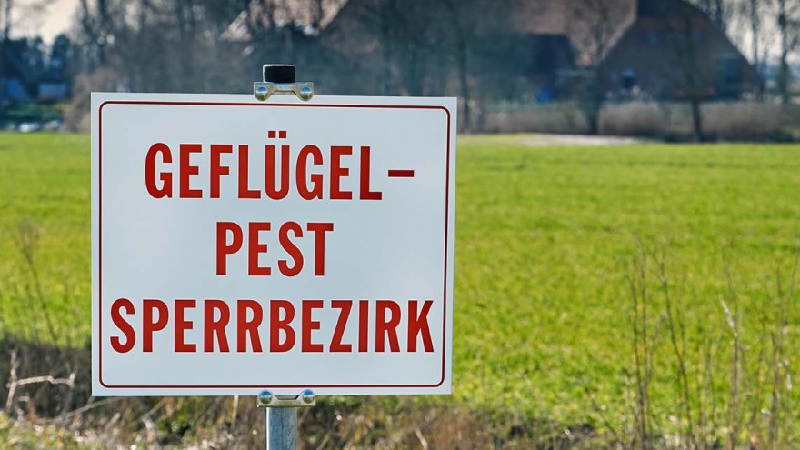 Geflügelpest
