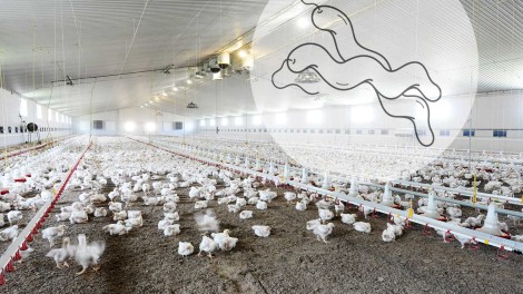 Hähnchenstall und Campylobacter