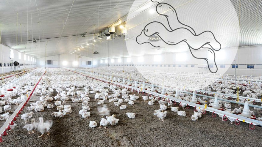 Hähnchenstall und Campylobacter