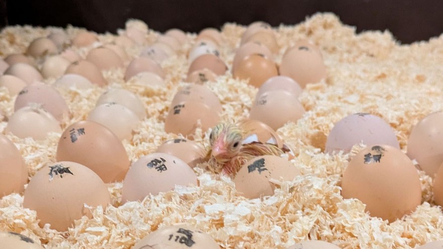 Die Küken schlüpfen im Versuchsstall des ILVO.
