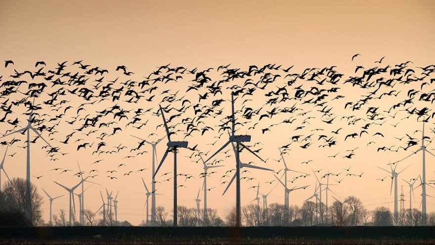 Vogelgrippe