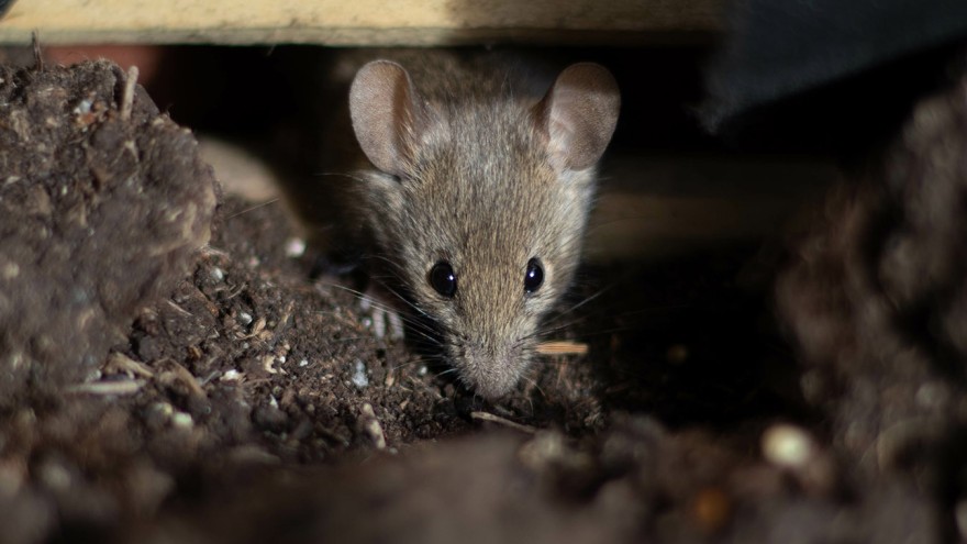 eine Maus