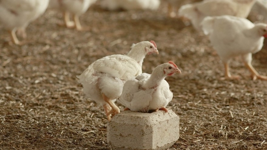 Hähnchen