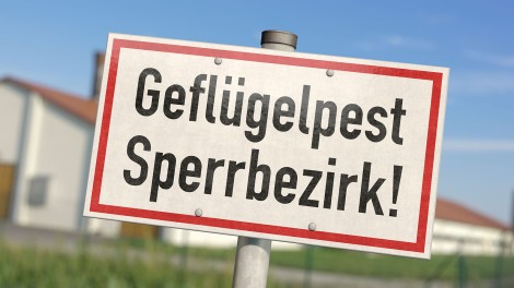 Geflügelpest Kürzungen