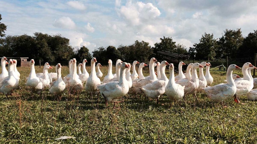 Gänse in Meckpomm