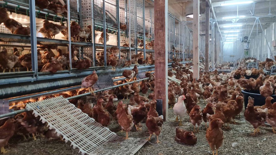 Tierwohl Fördreunge Junghennen