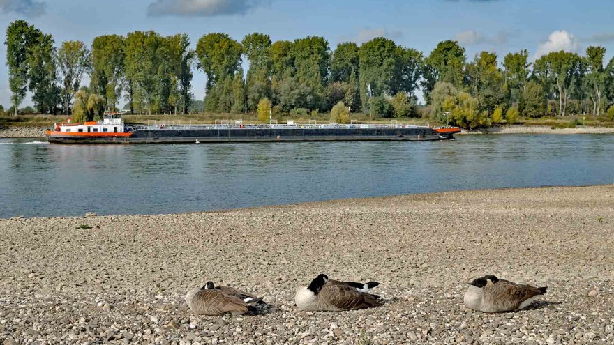 Geflügelpest Kleve