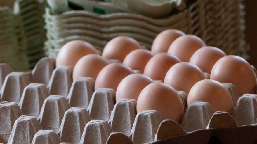 eier in packung
