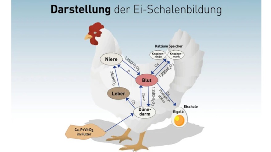 Eischalenbildung