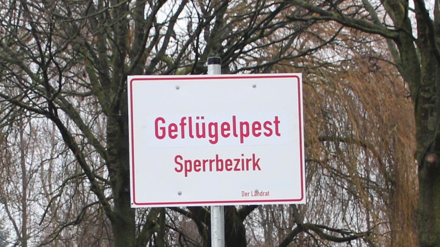 vogelgrippe isw