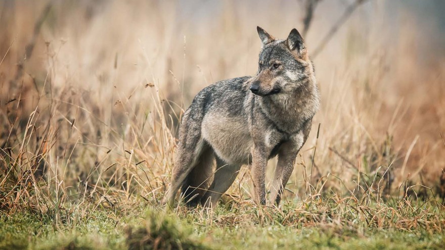 Herdenschutz Wolf
