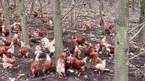 Agroforst Hof Schierholz