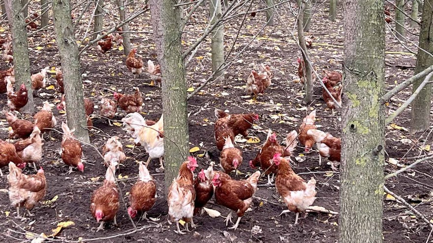 Agroforst Hof Schierholz