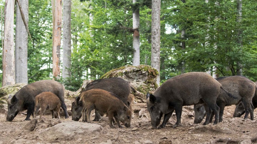 ASp Wildschweine hessen
