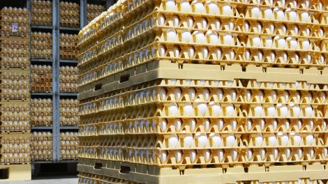 Eier transportieren