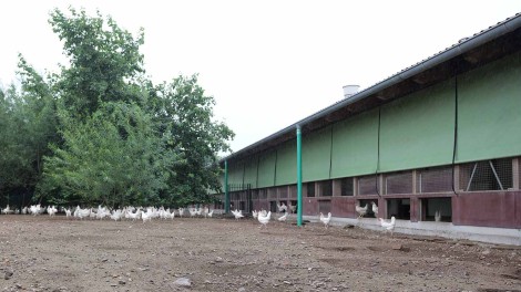Novogen White Stall
