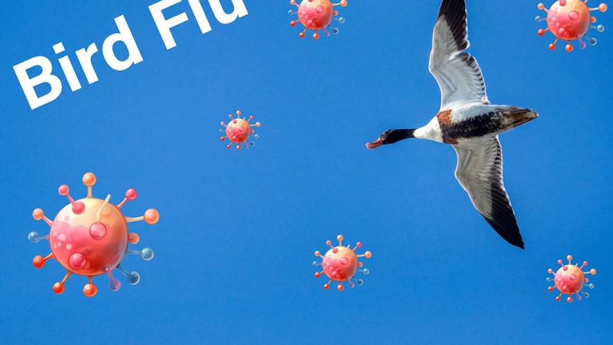 efsa vogelgrippe