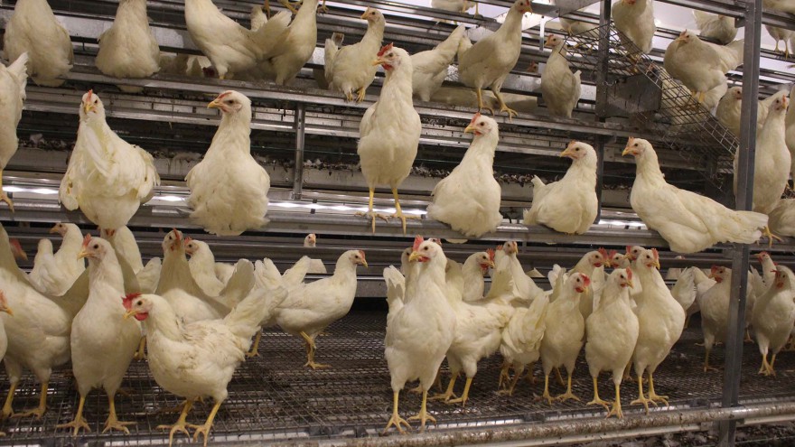 Vogelgrippe USA