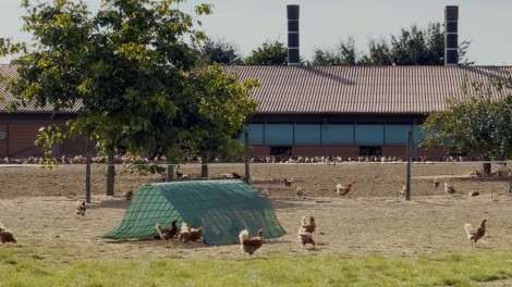 Legehennenauslauf