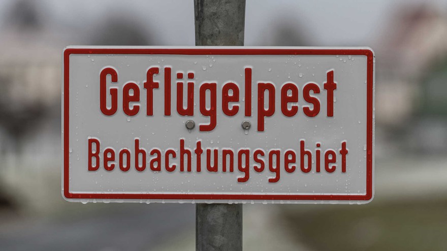 Geflügelpest