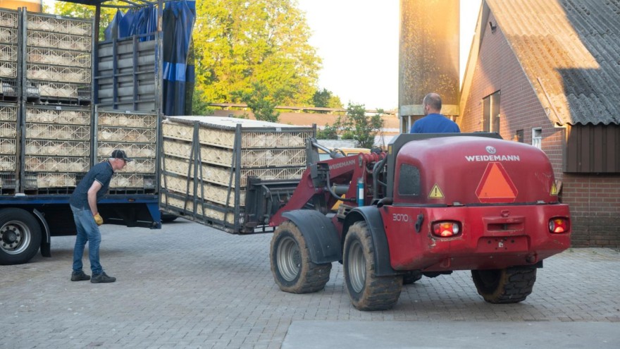 Hähnchen Transport