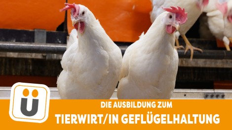 Legehennen Ausbildung