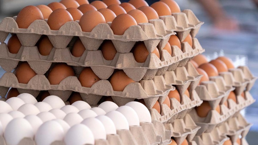 eier