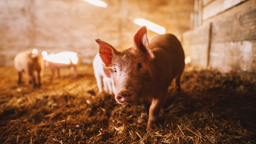 Schwein USA