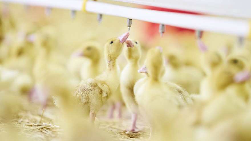 zdg enten