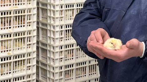 Küken in Hand