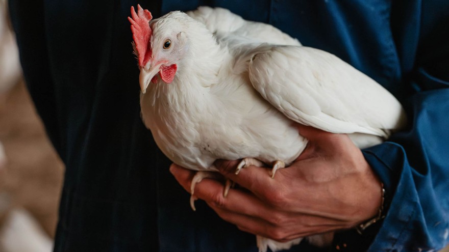 Ein Huhn auf einem Arm