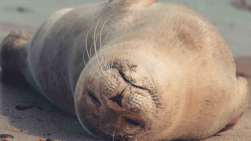 Seelöwe
