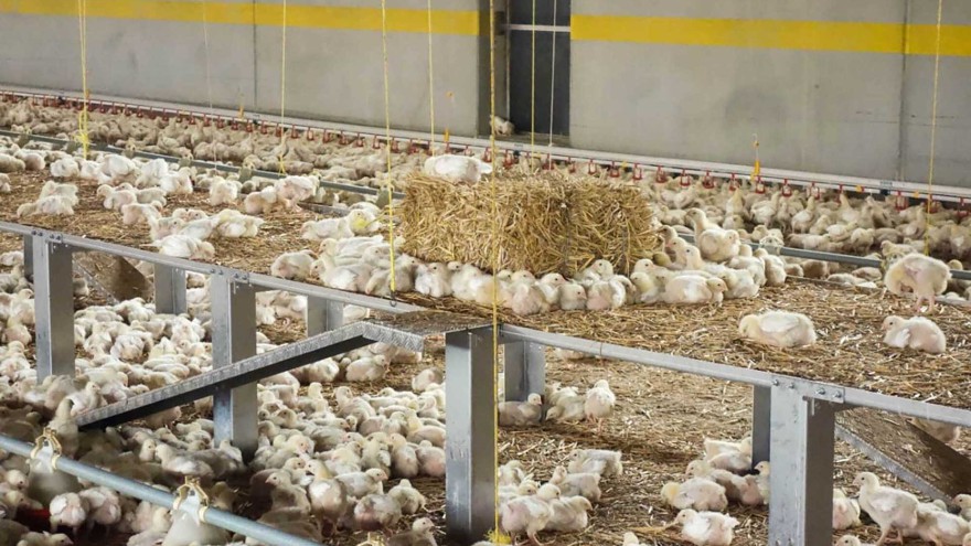 Strohballen, Picksteine, erhöhte Ebenen und Rückzugsmöglichkeiten in einem Hühnerstall