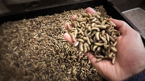 Insekten