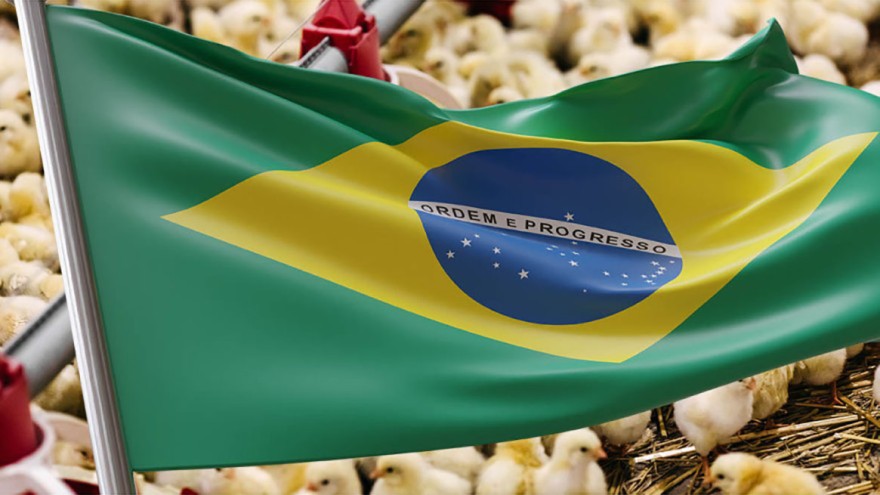 brasilien geflügelfleisch