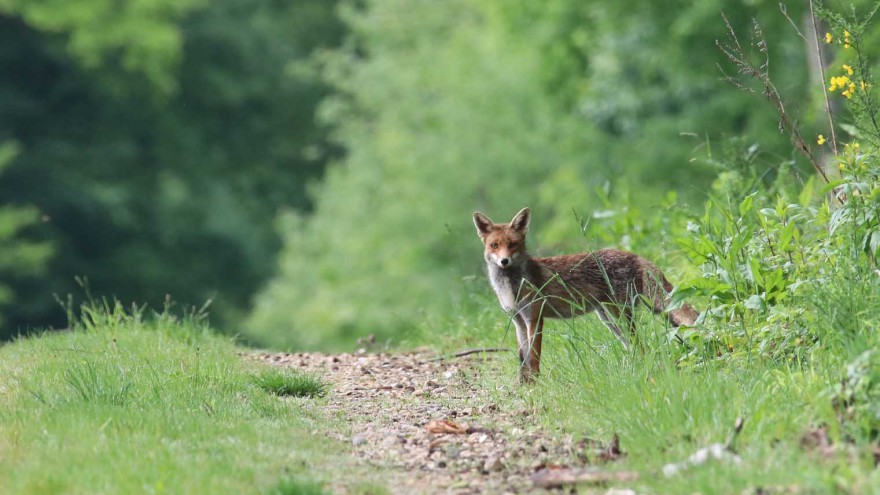 Fuchs