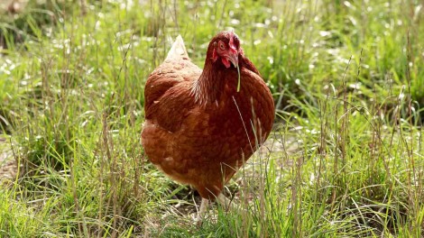 Huhn